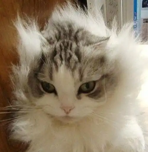 怎么让猫炸毛_猫炸毛表情包