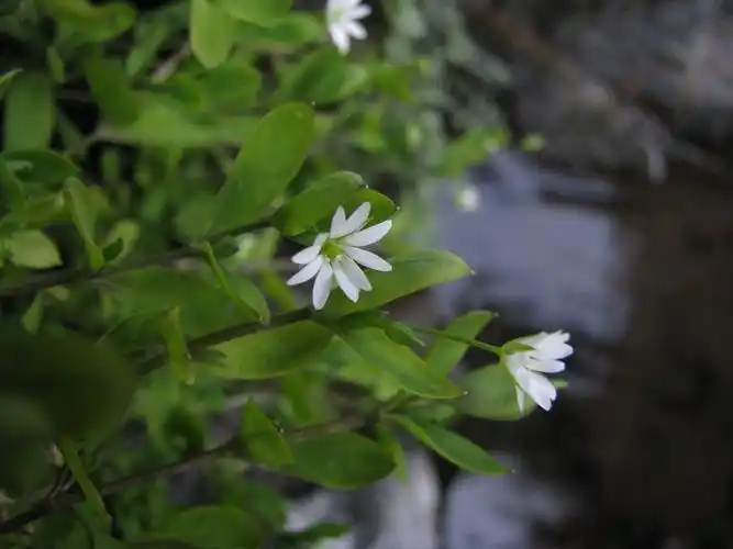 雀舌草的药用价值