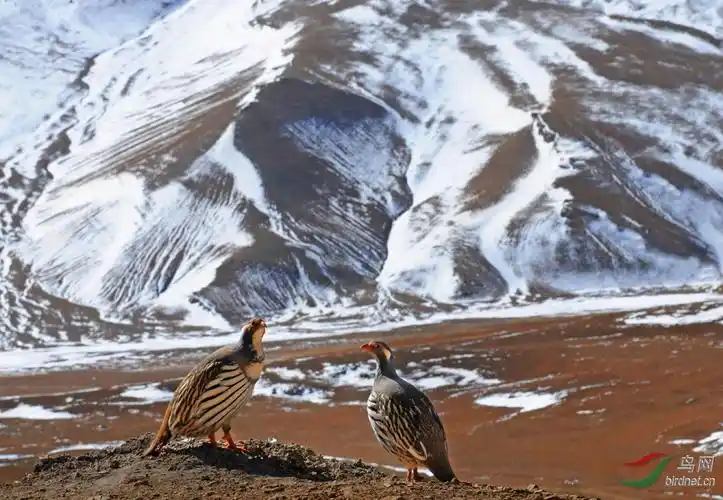 藏雪鸡伫立高原的傲者臧雪鸡