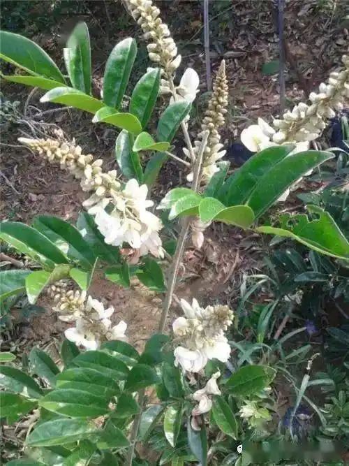 一会我会推荐几个牛大力壮阳的小偏方,需要的朋友可以重点了解一下