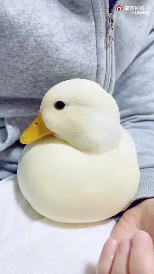 年轻人养宠物能有多卷#不知道这样可爱的小鸭子能不能当宠物呢你的