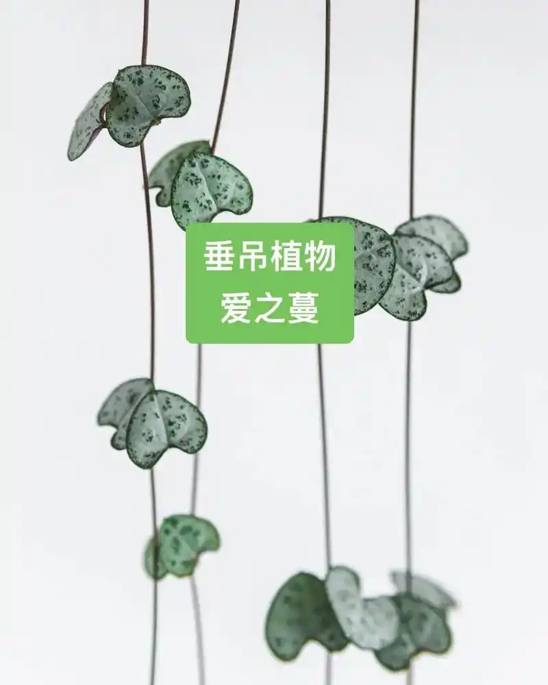 爱之蔓,便宜又好看的垂吊植物,特别小清新,适合花店,书店,咖 - 抖音