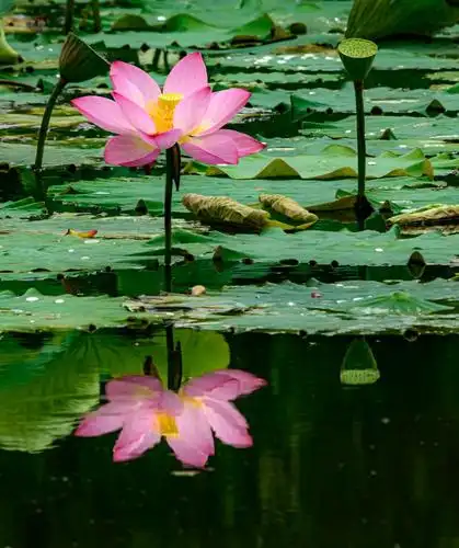 以水面为背景的荷花