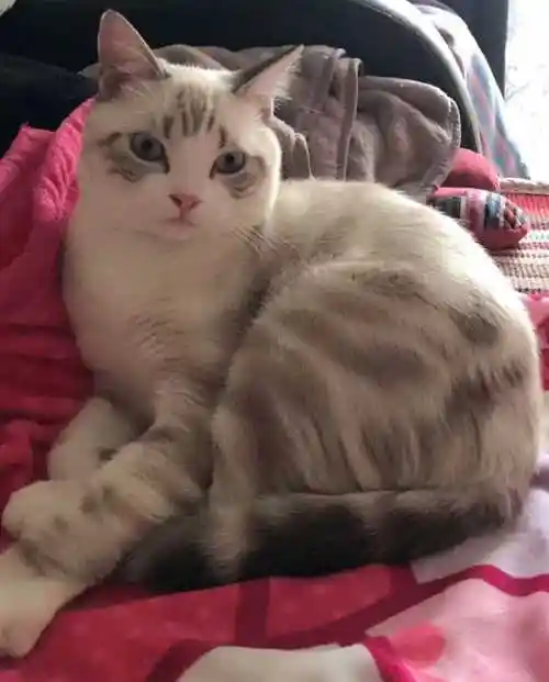 美短虎斑生出来黄色的美短 还算品种么?