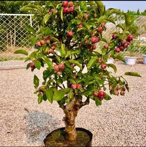 贵人果海棠果树果苗北方耐寒地栽盆栽盆景南方庭院度假村别墅树苗