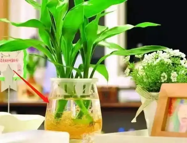 九成人不知晓蚊子的天敌是啥学了这招整夜开窗也可以安睡