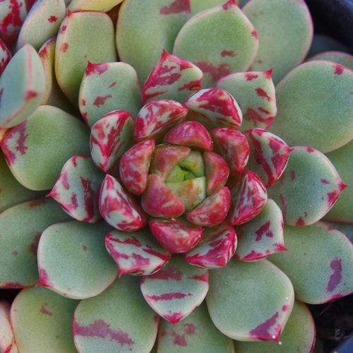 云南多肉植物血滴子血燕血斑糖心稀有贵货奇趣肉带盆栽好实拍发货