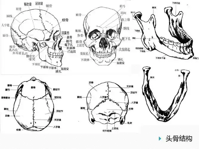 头骨结构