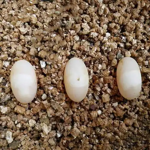 蛇被骗的一愣一愣,蛇:怕了走还不行|四脚蛇|蜥蜴|天敌|捕食_网易订阅