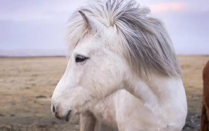 白马前视图,头,鬃毛 壁纸 - 2880x1800