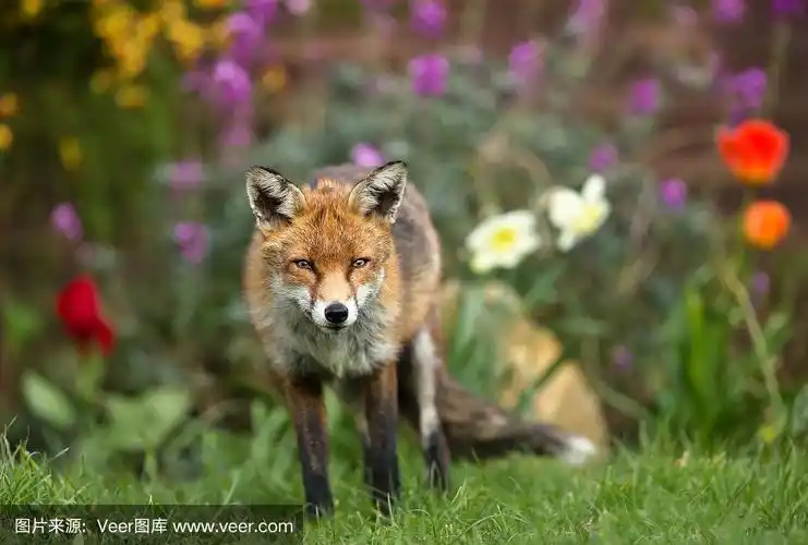 红狐狸站在花丛中
