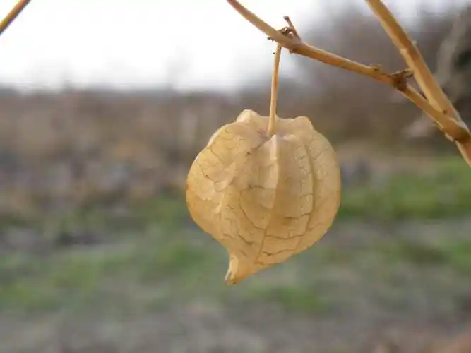 灯笼草可以泡水喝吗功效作用是啥
