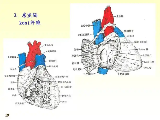 人体解剖学心血管系统ppt_word文档在线阅读与下载_无忧文档