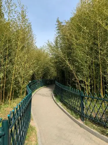 清明时节紫竹院公园踏青