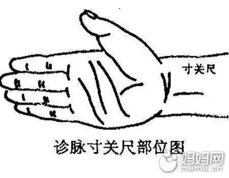 把脉的部位一般是寸口脉,寸口脉分为寸,关,尺三部.