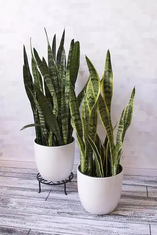 7种适合养室内的低光照环境下的盆栽植物,给点灯光就能养好