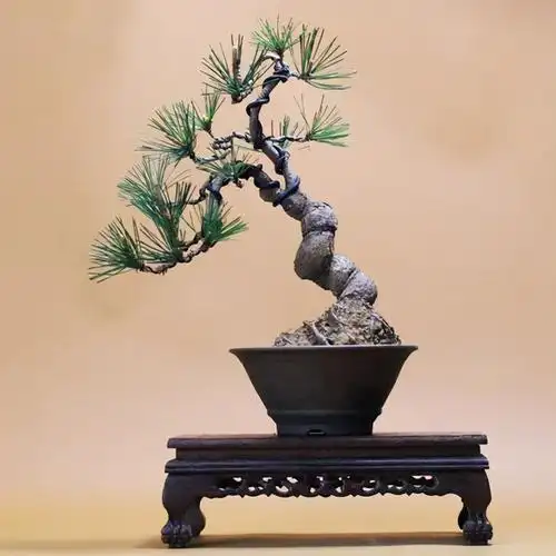 松树盆景养护与管理(从零学会的松树盆景造型技艺)