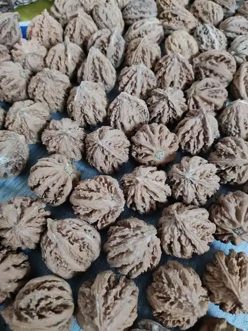 东北秋子文玩核桃