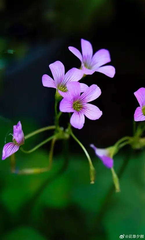 红花酢酱草,春天的小野花.#随手拍##植物#植物超话