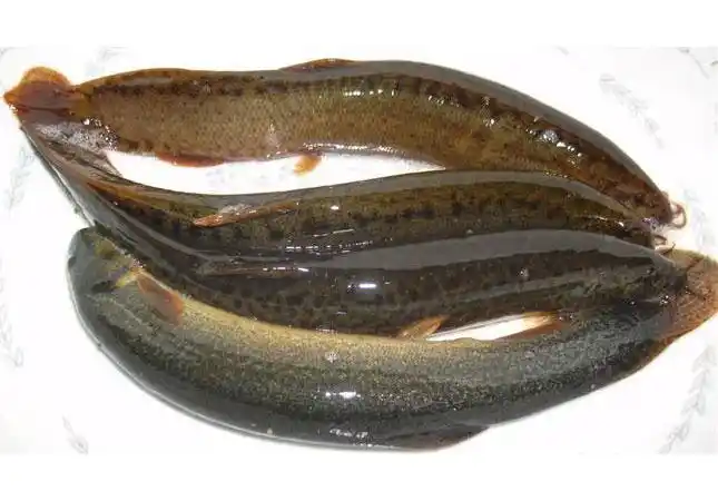 泥鳅养殖技术-枣庄泥鳅-有良泥鳅养殖场(查看)