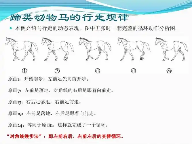动画绘制·动物走路规律ppt