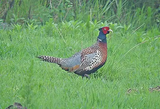 雉鸡贺兰山亚种