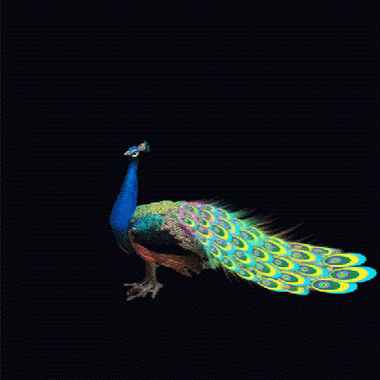 惊滟孔雀开屏!看了大吉大利!快看!