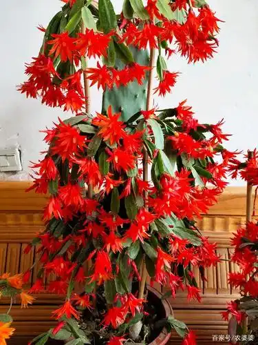 艳丽的假昙花盛开了