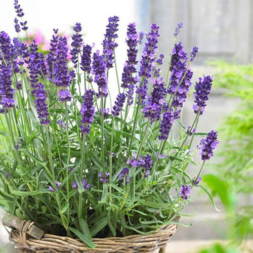 法国薰衣草种子种籽花苗花籽种薰衣草籽孑四季盆栽秧苗植物熏衣草