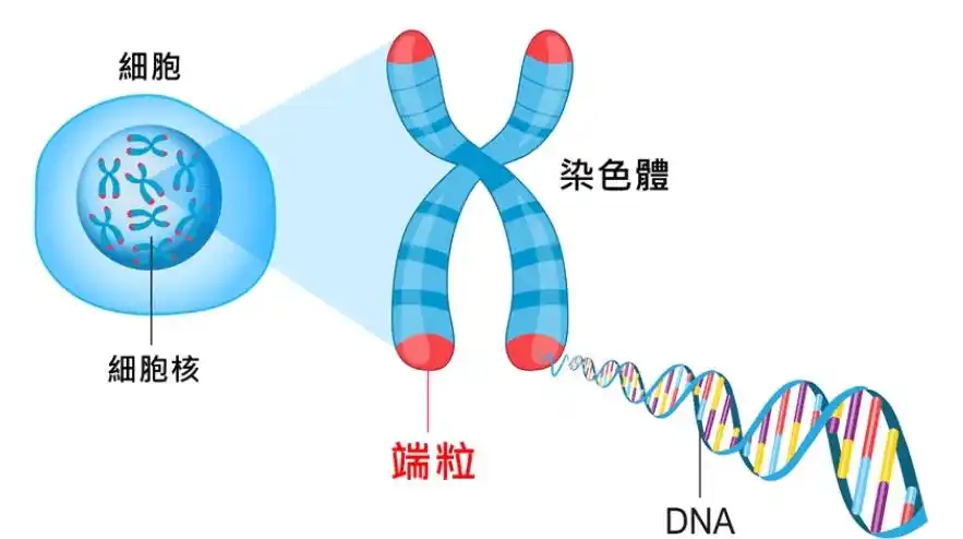 生物学家:我们都是基因的"打工仔"_变化_染色体_生命体