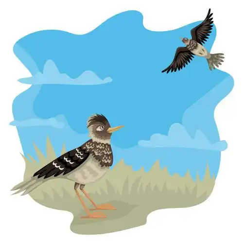 云雀从地面向上看一只飞翔的鸟图片下载