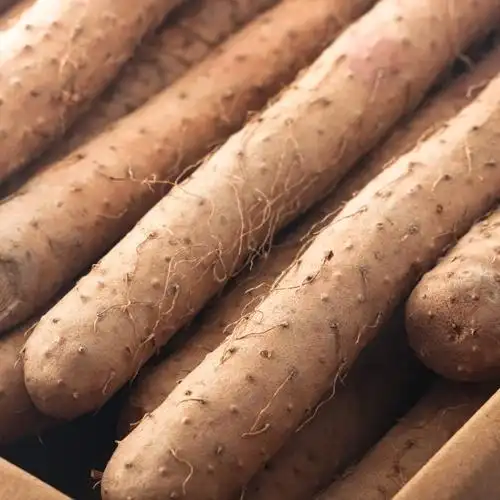 专仓直发包邮怀泽居沙土铁棍山药50公分规格1盒总重3kg