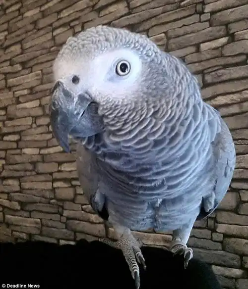 奇葩!英国女子训练鹦鹉用马桶上厕所