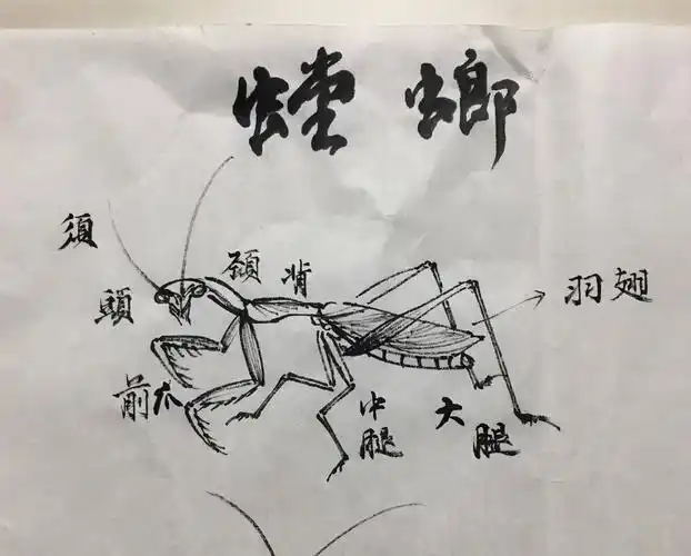 本节课教授:螳螂的画法