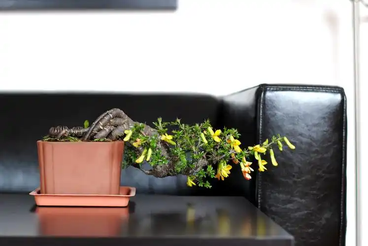 基本完成的金雀(附六年培养全过程) - 微型盆景廊 - 岭南盆景网