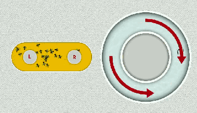 science子刊蜜蜂和鱼700公里隔空对话机器人同声传译