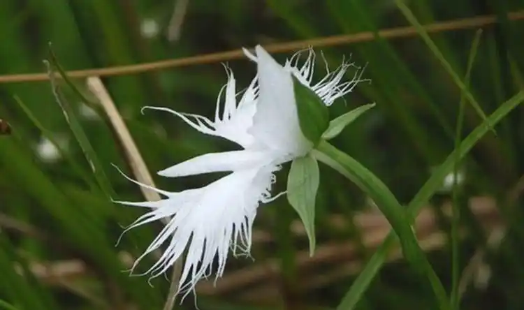 难得一见的"鹭鸶草"美极了!
