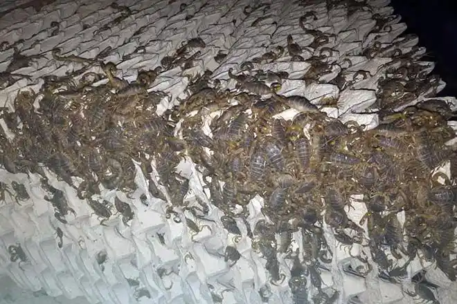 蝎子养殖投资多少钱与蝎子养殖利润分析