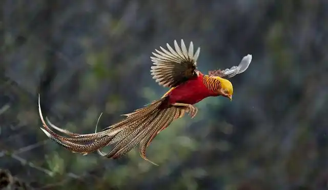 世界仅有的两种珍稀鸟类,盘点中国两种锦鸡