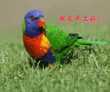 百合花寄语最新的早上好问候语温馨句子鲜花祝福语大全