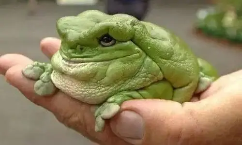 全球最罕见奇特的动物 你别不信这就是真的