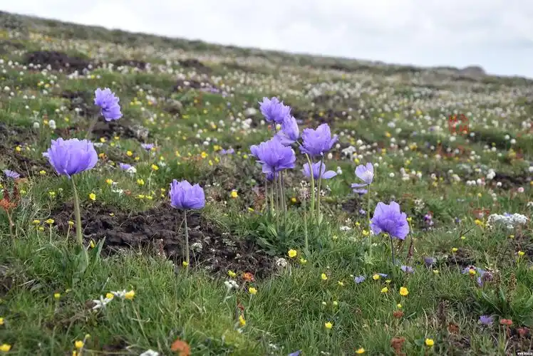 草原野花