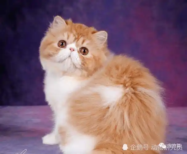 颜值超高的4种小型猫咪,最小的成年才三斤,可惜性格太彪