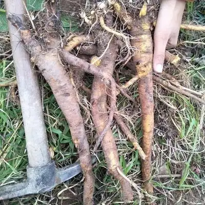 岭南大黄500g洋铁叶牛舌头牛西西羊蹄根现挖现发三七其他药食同源食品