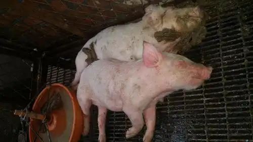 养猪发病治疗:请问一下这是什么猪病?谢谢了