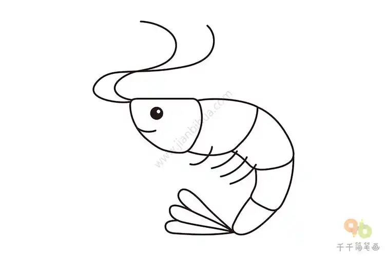 虾简笔画画法_海洋动物简笔画