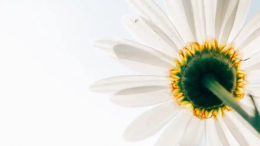 小雏菊ins高清电脑壁纸