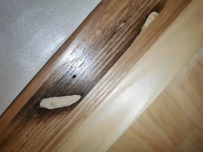 实木床上好像有虫洞