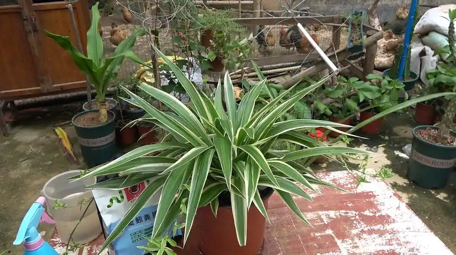 1吊兰养护方法:直接将草木灰撒在盆土表面,随着后来的浇水,草木灰会