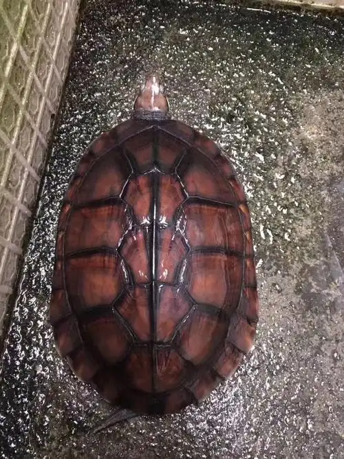 金钱龟活龟正宗纯种石金钱龟南种石龟活体宠物观赏水龟饲料龟粮君吻